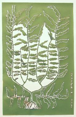 Seaweed / Kelp